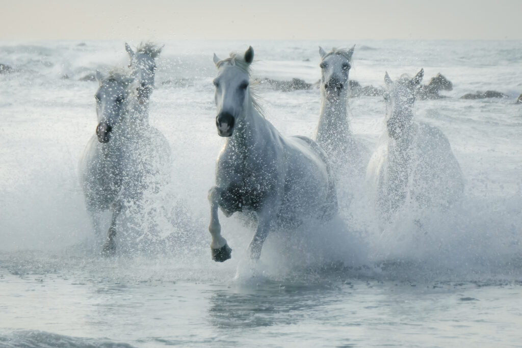 Galop bord de mer