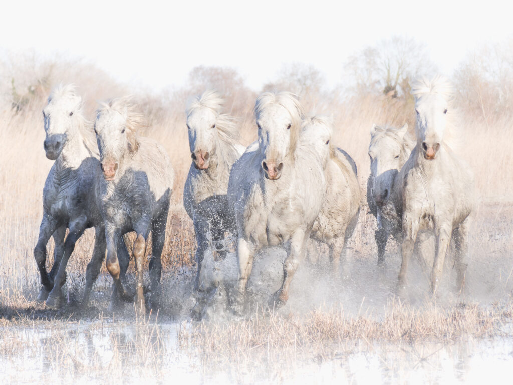 Chevaux - marais de Camargue