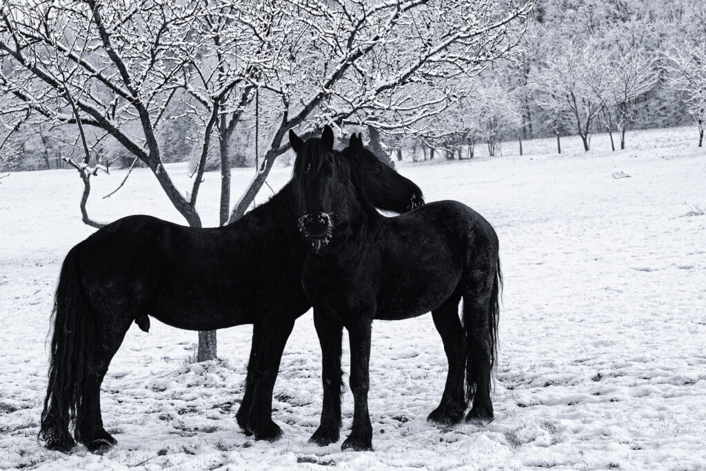 Chevaux en hiver