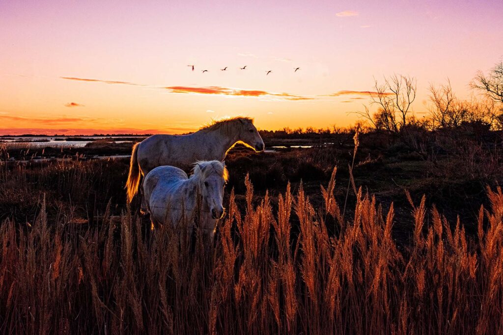 chevaux en attente de la chaleur du soleil....