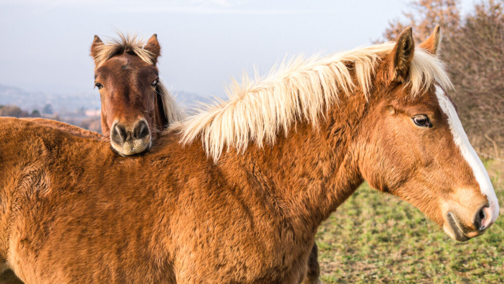 EQUUS FERRUS PRZEWALSKI