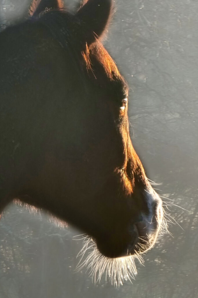 Vieux cheval à barbe