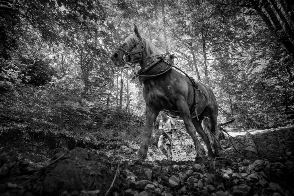 Débardage en forêt