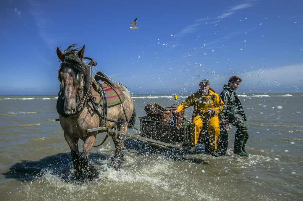 Pêche aux crevettes