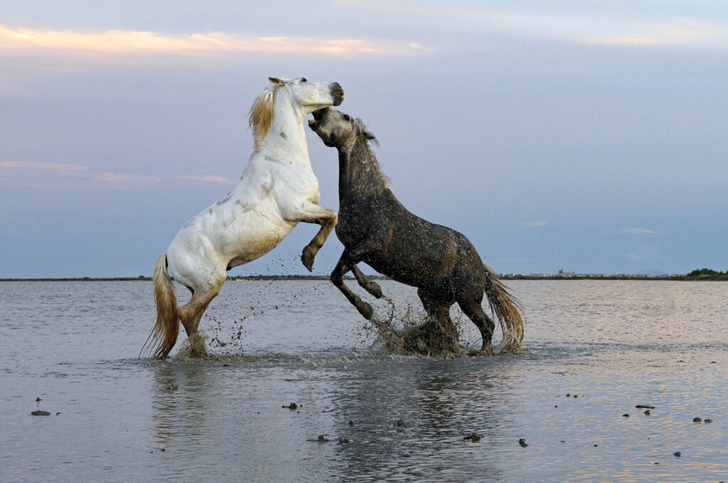 2 étalons Camargue