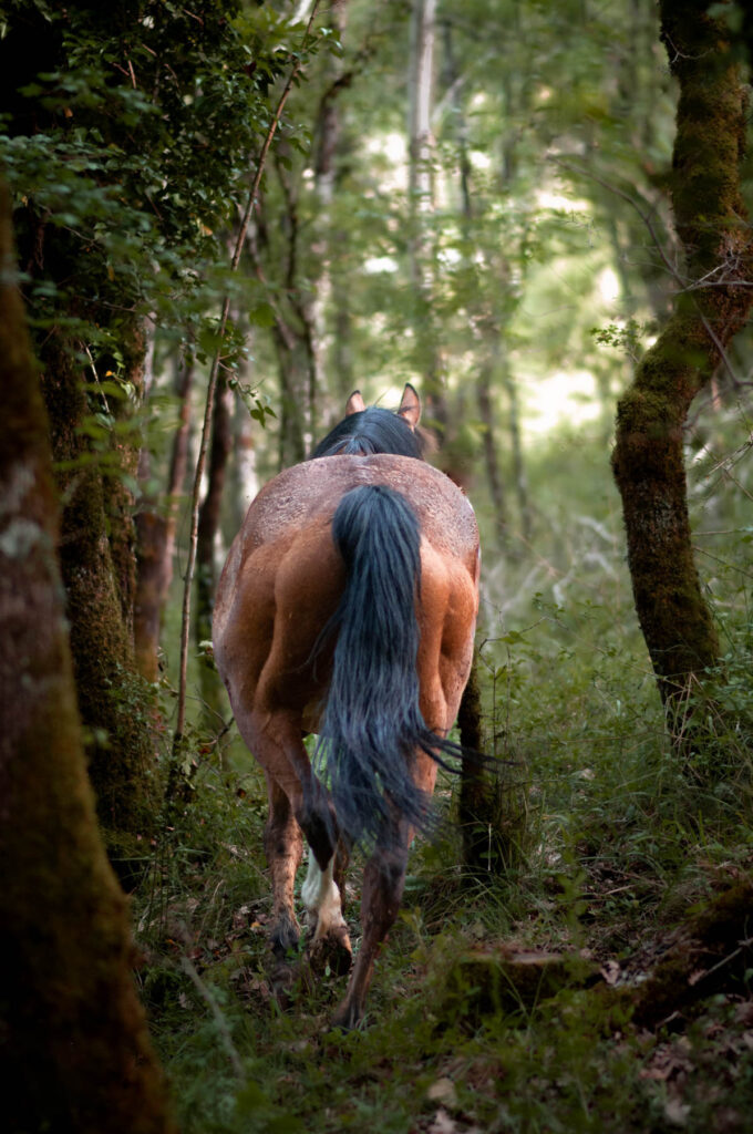 Dernière silhouette
