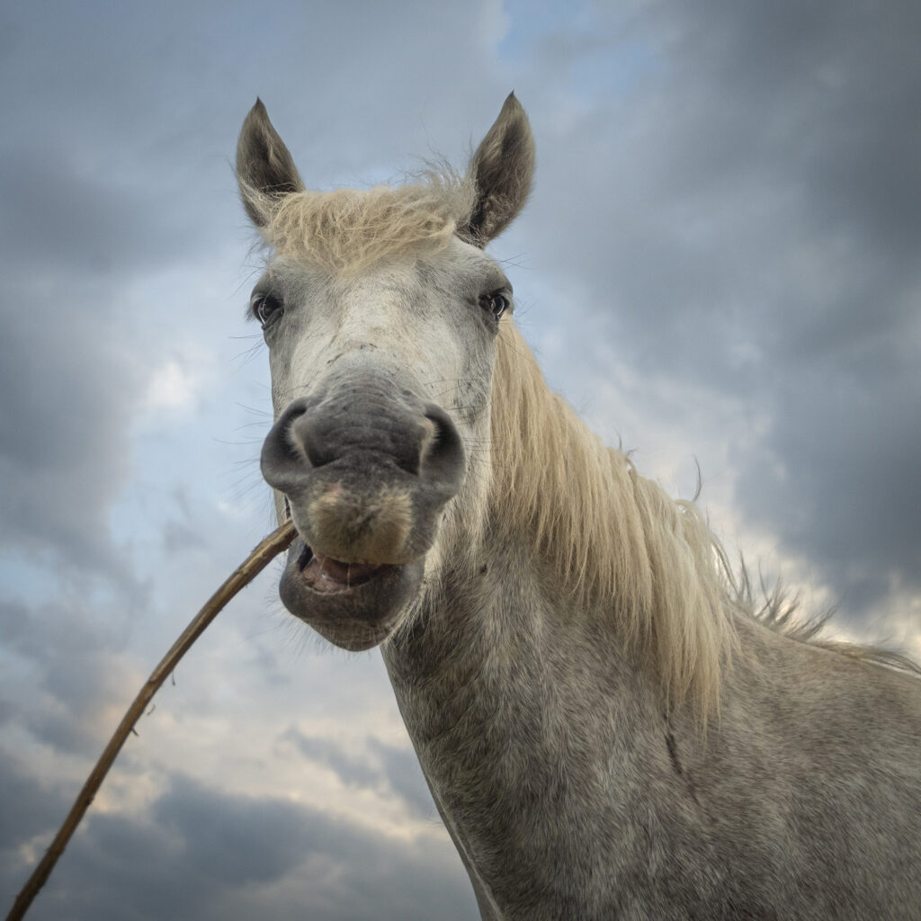 Tu m'as bien regardé?...
