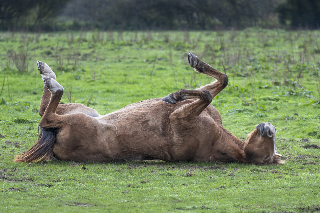 Les 4 fers en l'air !