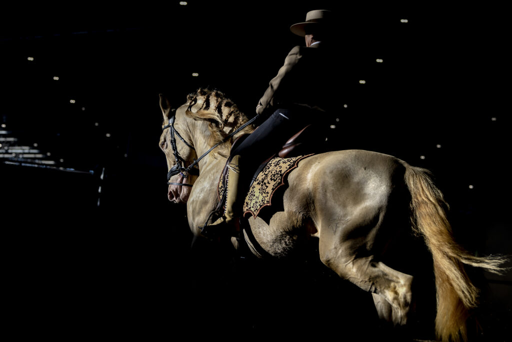 Rayons de soleil sur HERMES DEL TESSUOR, Etalon PRE de l'élevage Yeguada Del Tessuor. Equita 2024