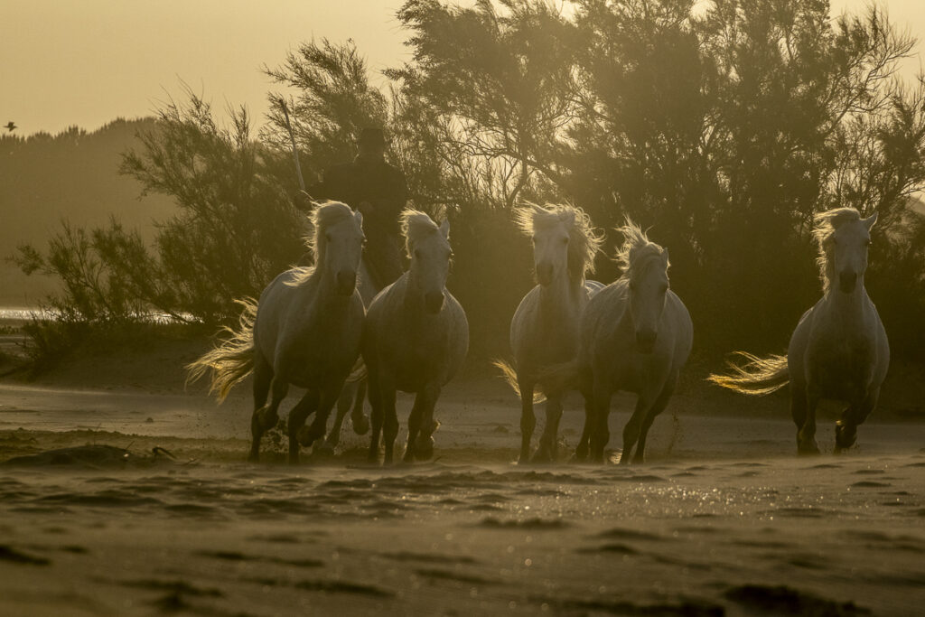 Apparition matinale dans les dunes