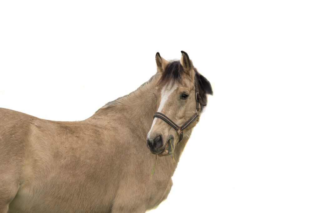 Le bel étalon Excell