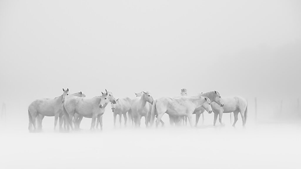 Chevaux Dans La Brume Du Petit Matin