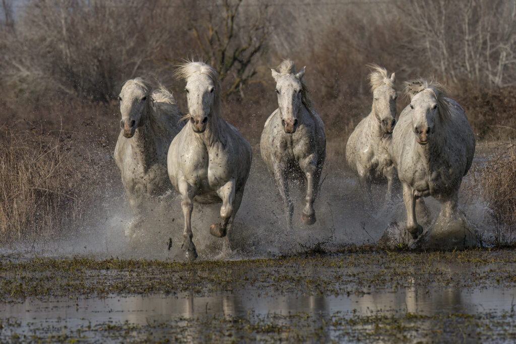 Cavalcades en Camargue.