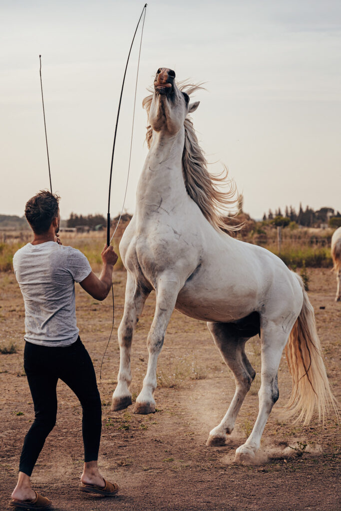 Démonstration dressage cheval camarguais