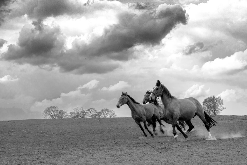 chevaux au galop