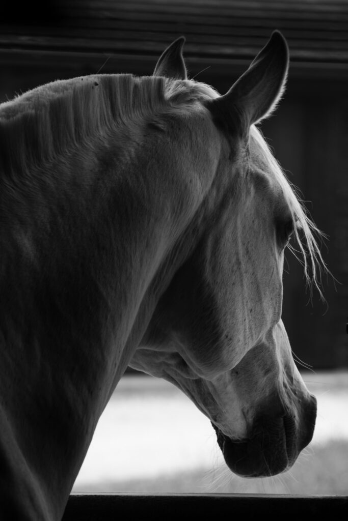 En attendant son cavalier