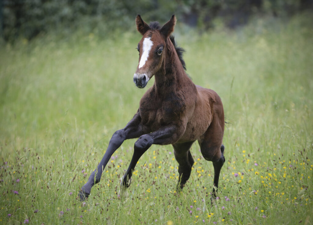 la découverte de la course