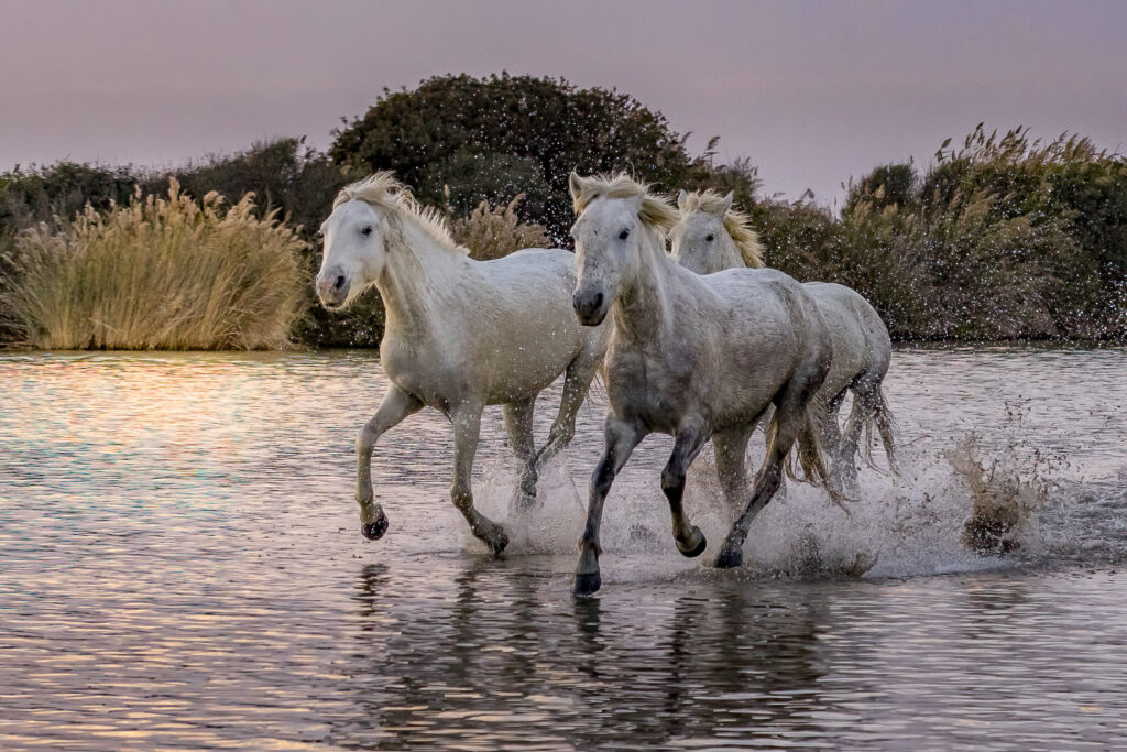 Chevaux en liberté dans les marais
