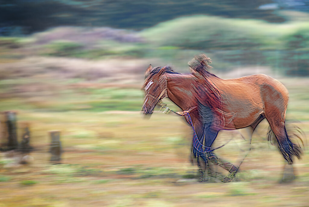 dans la brume du matin