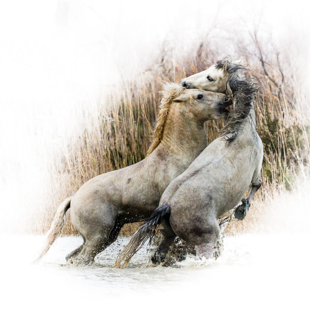 Je T'aime Moi Non Plus