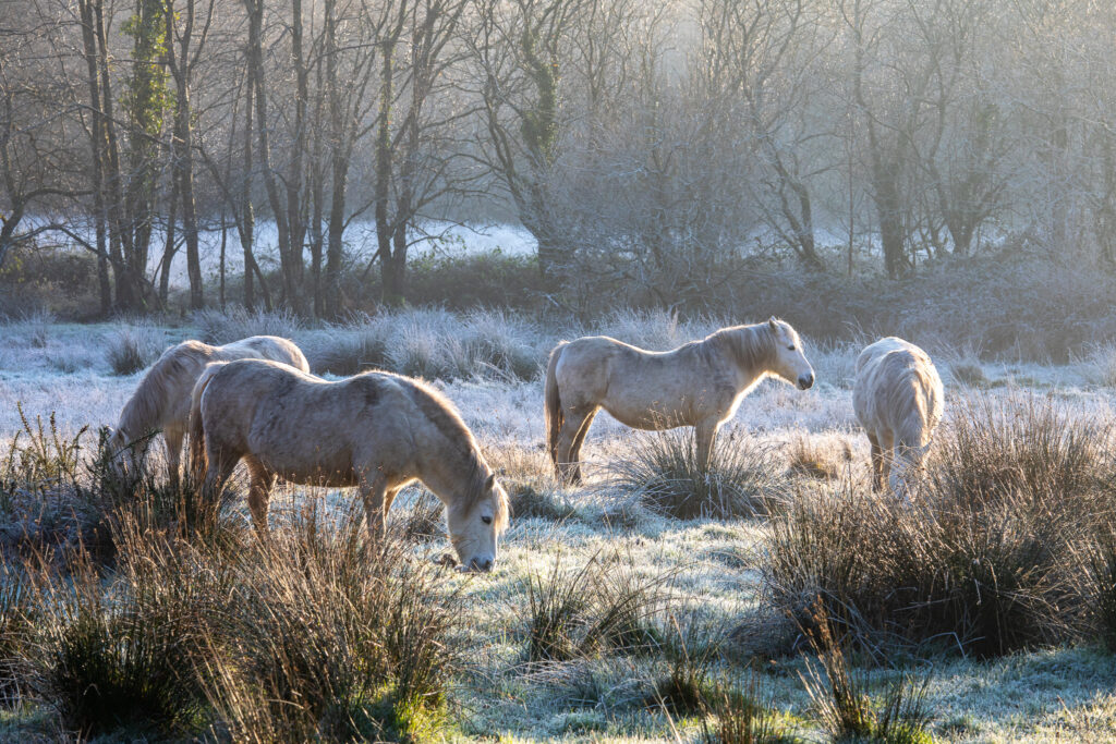 Réserve naturelle de Plounérin.