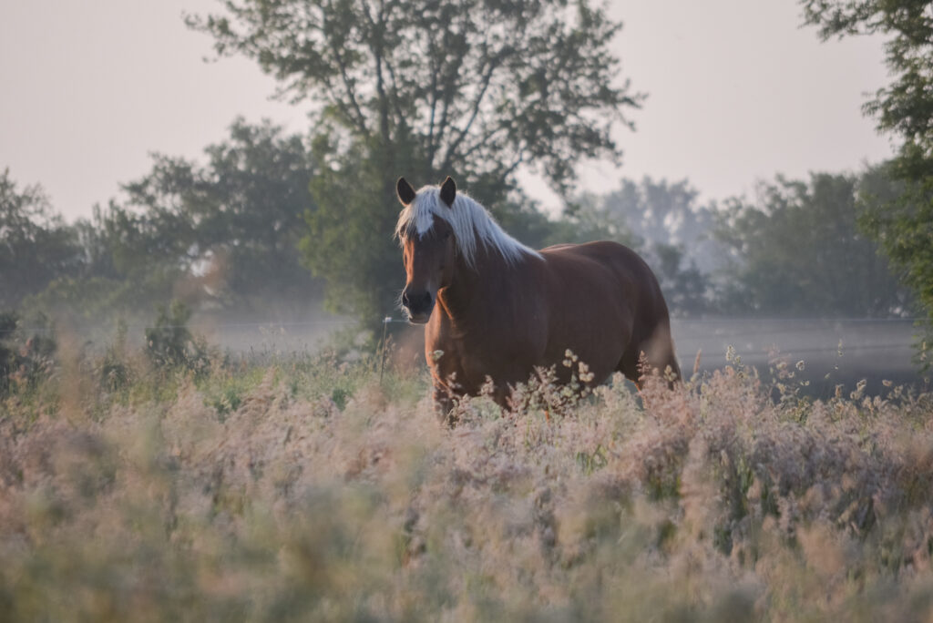 Cheval dans la brume