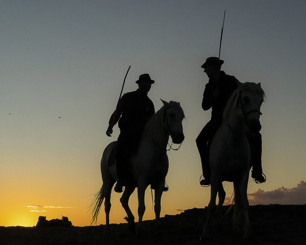 Chevaux en camargue