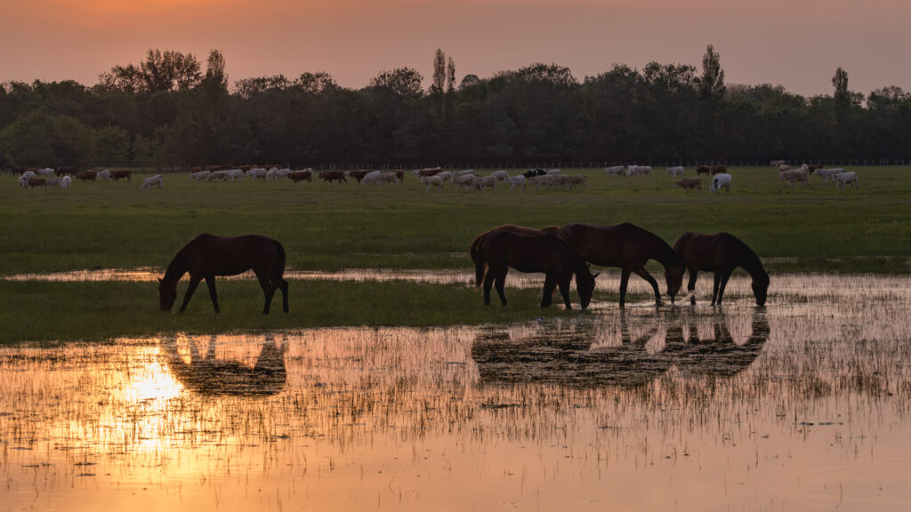 Chevaux en pâture