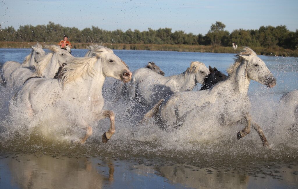 Camarguais