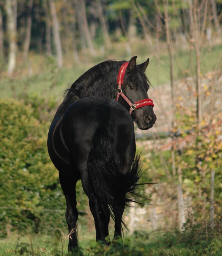 Roc frison ardechois