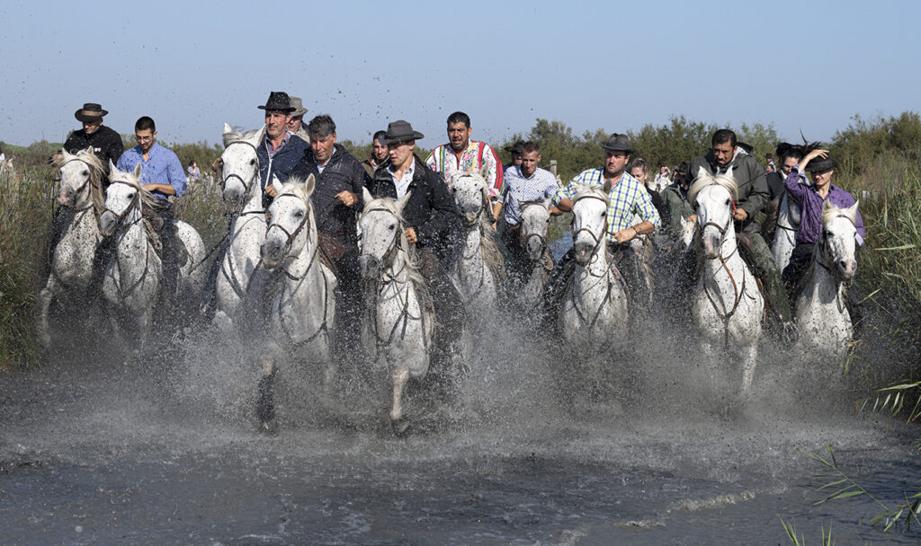 Le tri des taureaux - Fêtes votives d'Aigues Mortes