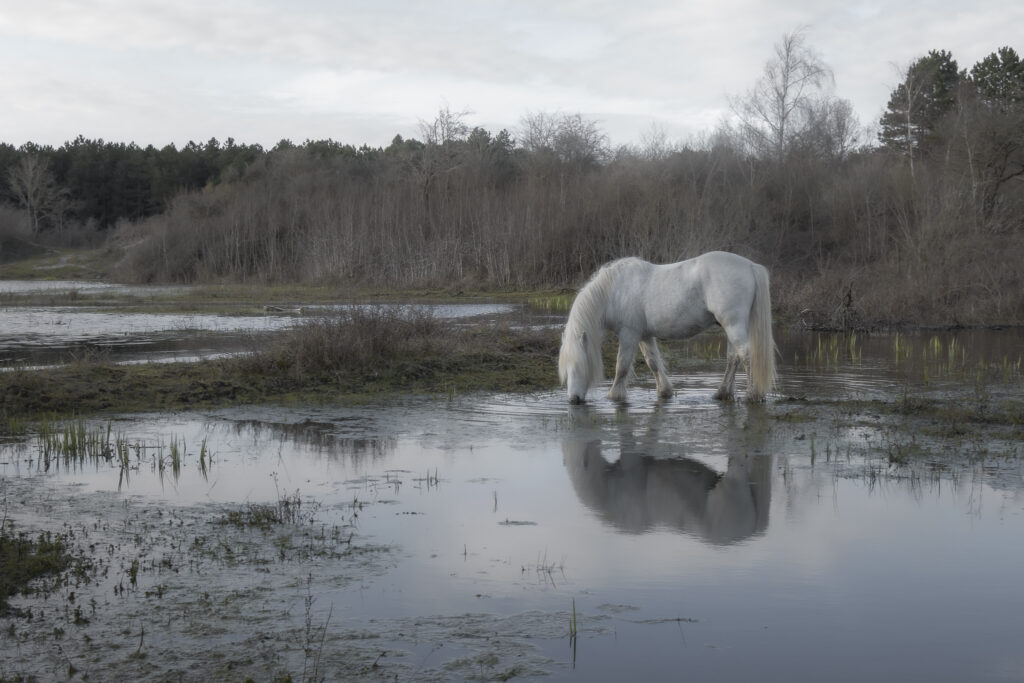 Paix sur le marais