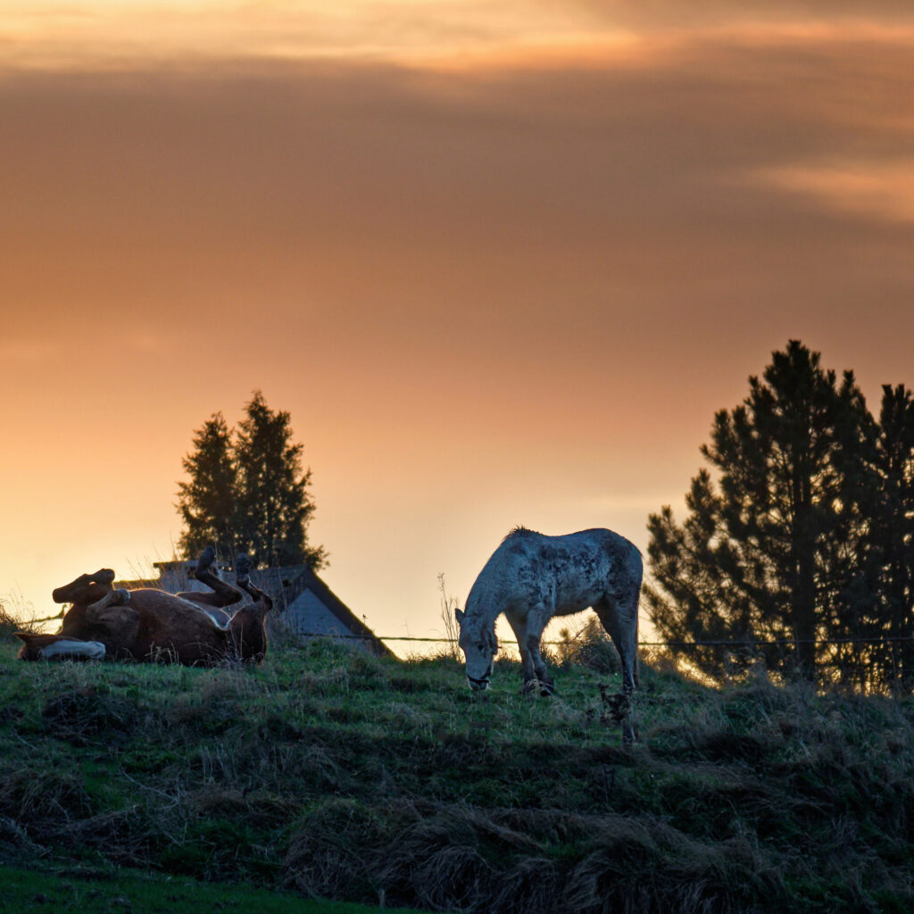 Cheval heureux dès l'aube