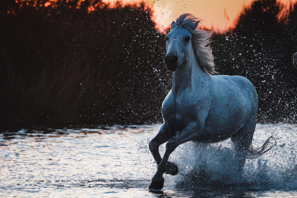 Le galop du cheval au coucher du soleil