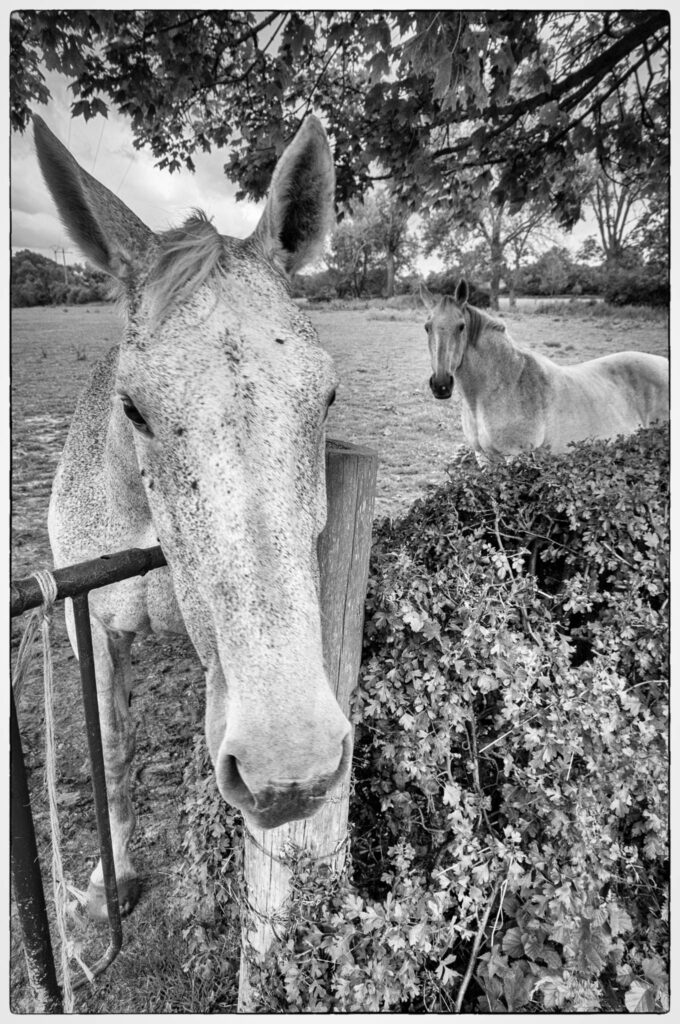 Cinquante Nuances de chevaux Grey