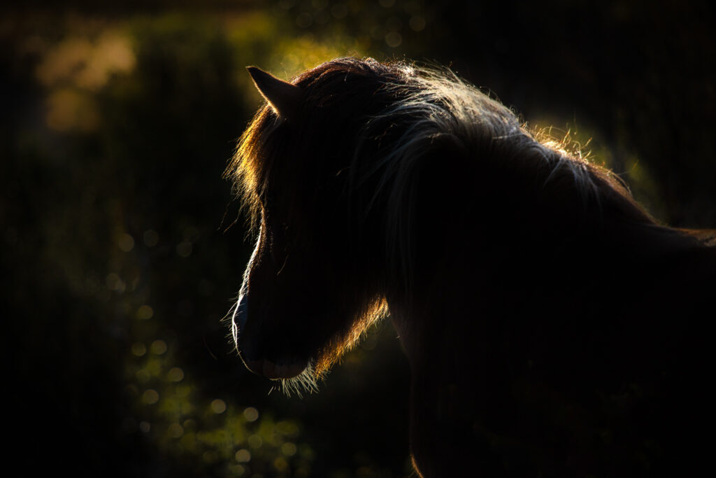 Cheval Islandais au soleil levant