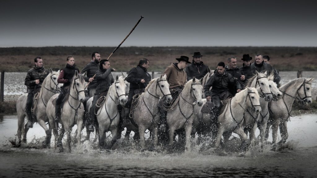LES CAVALIERS DE L ECUME : L ÂME SAUVAGE DES MARAIS