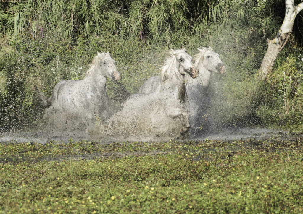 UN DEUX TROIS SOLEIL