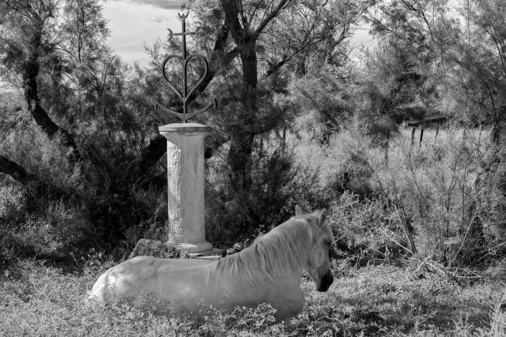 cheval Camargue et la croix des gardians