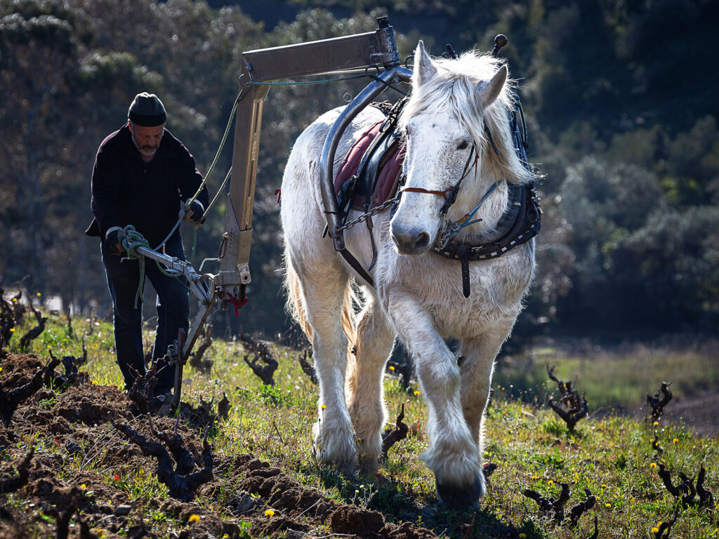 Labour dans la vigne