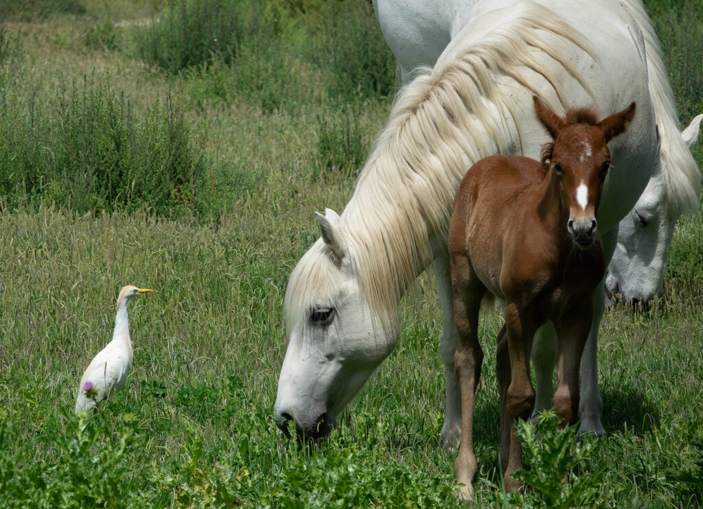 Cheval, tu m'intéresses!