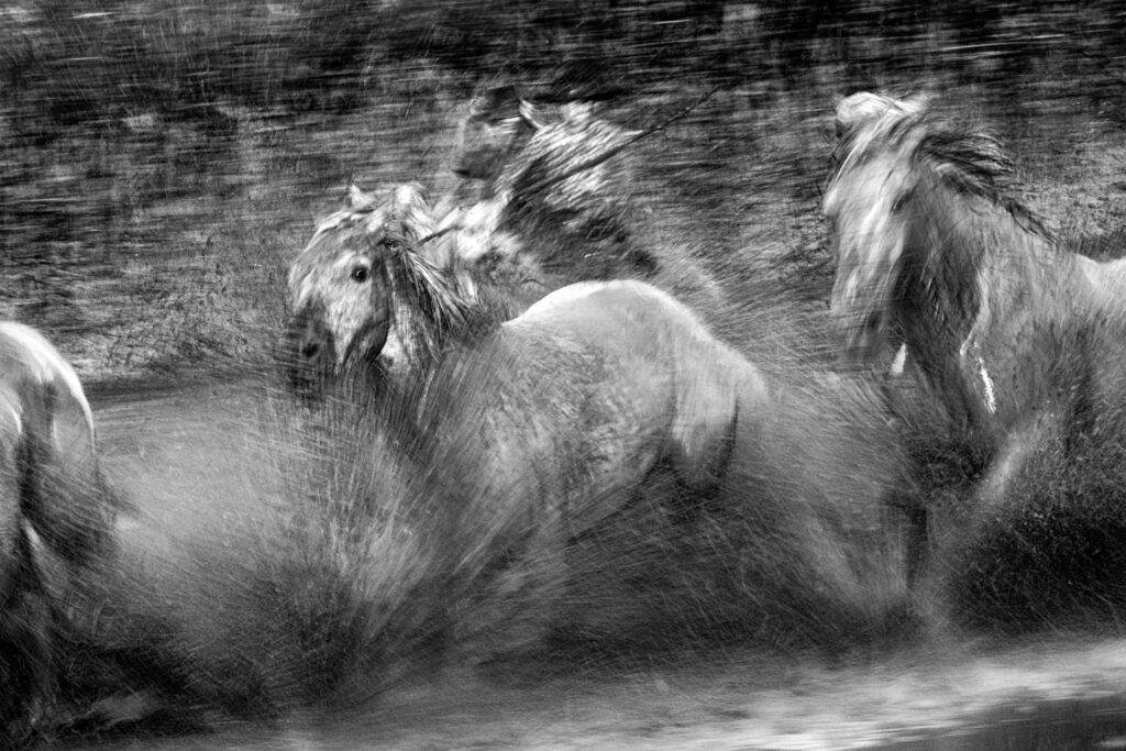 Galop dans les marais.