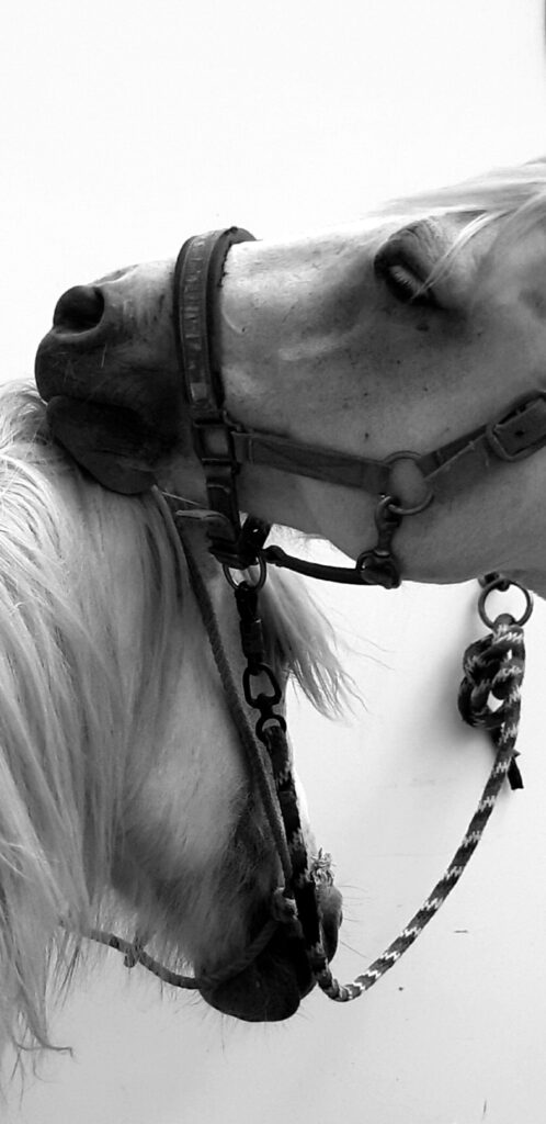 Chevaux-moment de tendresse