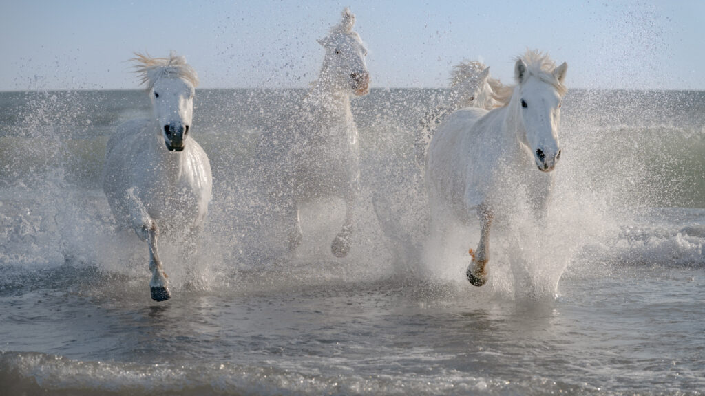 Chevaux sous lumière marine