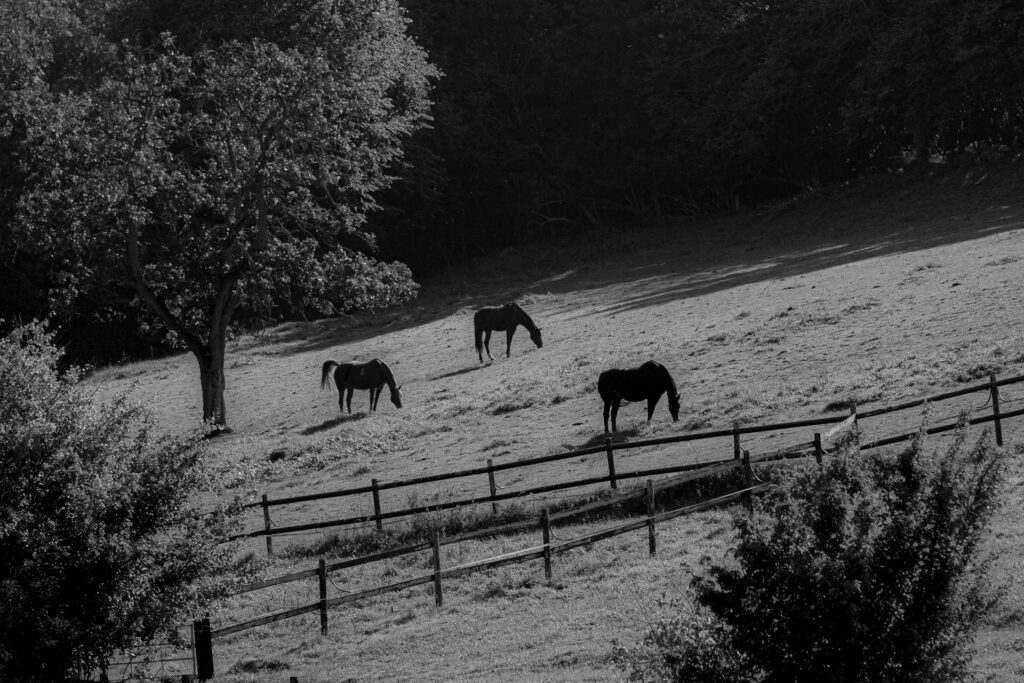 Tiercé gagnant en pays d'auge