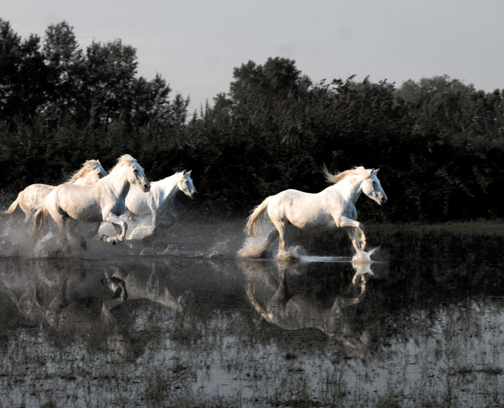 Galop camarguais