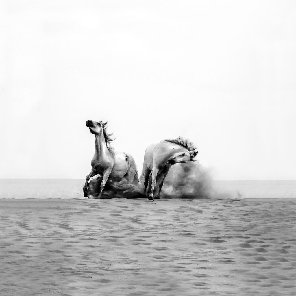 Querelle de camarguais