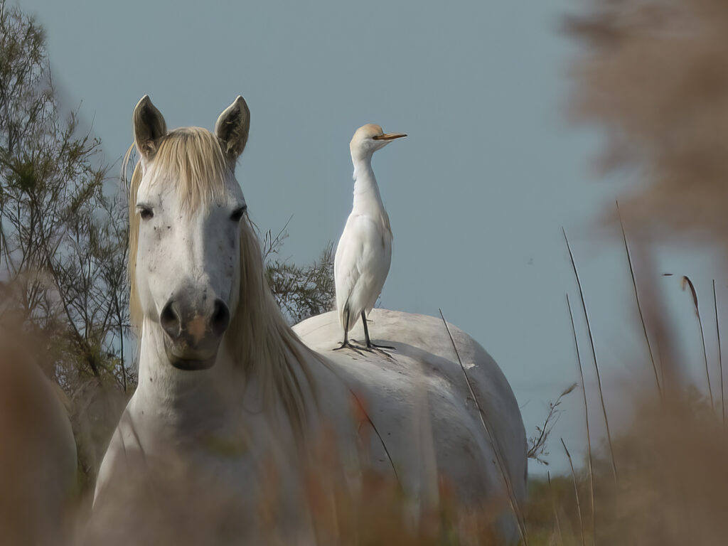 Cheval de Camargue et son compagnon de voyage
