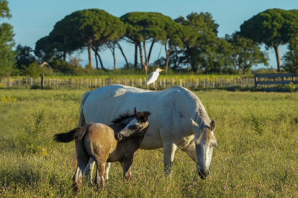 Bain de soleil du garde-boeuf