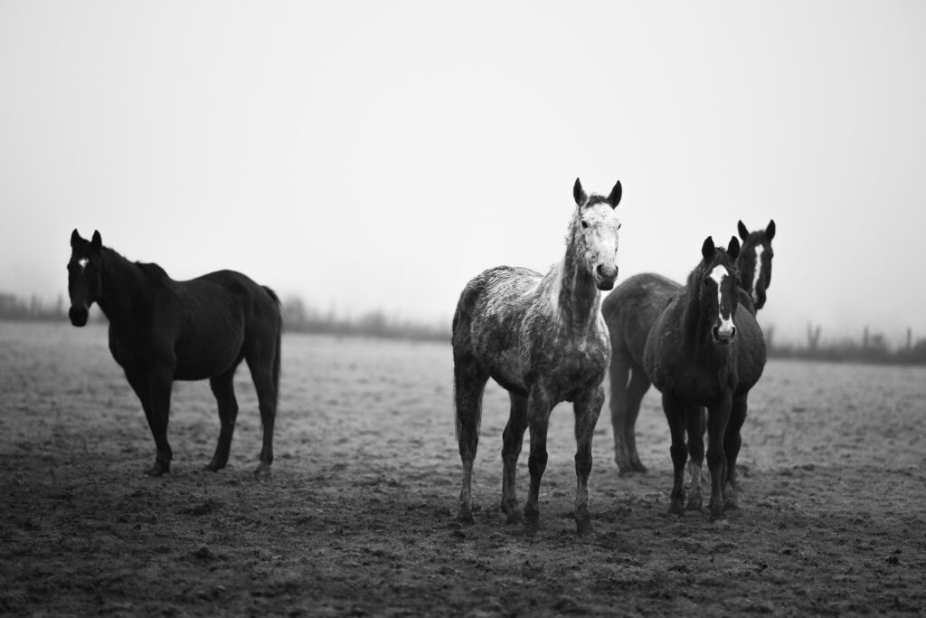 Chevaux dans la brume